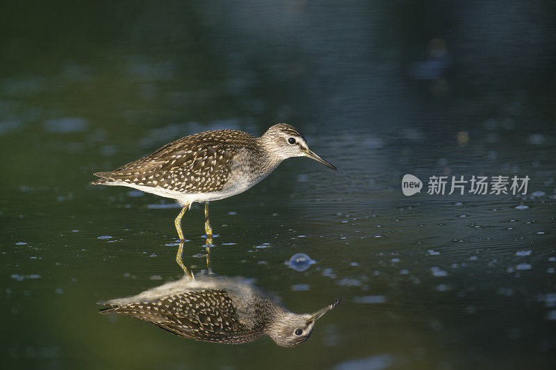 木鹬(Tringa glareola)